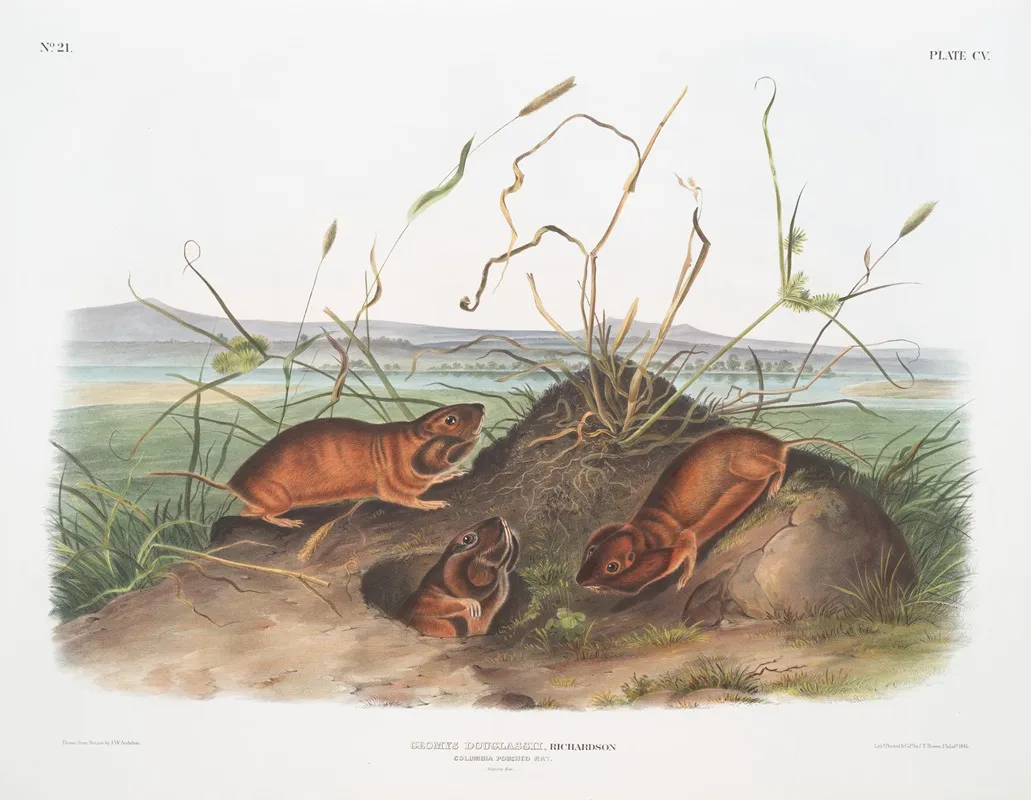 Geomys Douglassii Columbia Pouched Rat Natural Size Wall Art by John Woodhouse Audubon - High-Resolution Digital Print