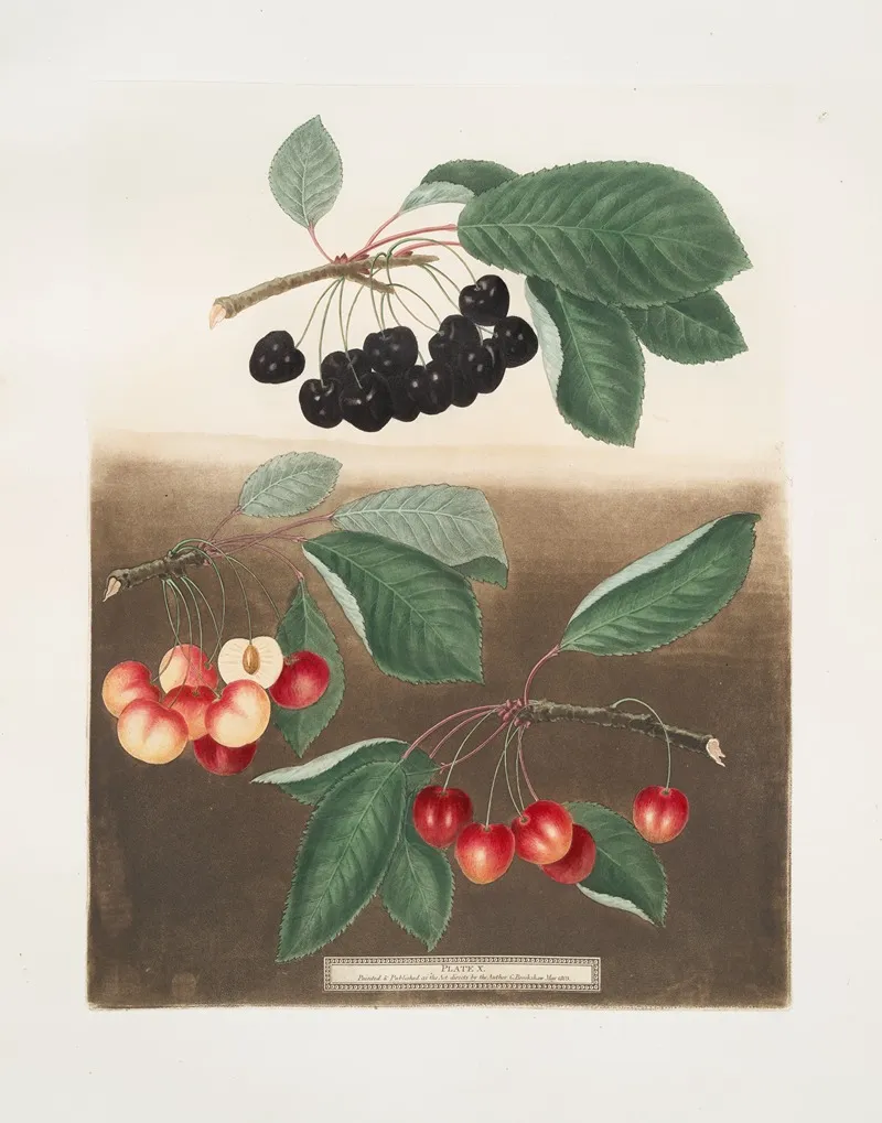 George The Seconds Cherry Groffien Or Biggarou And The Harrisons Heart Cherries Wall Art by George Brookshaw - High-Resolution Digital Print