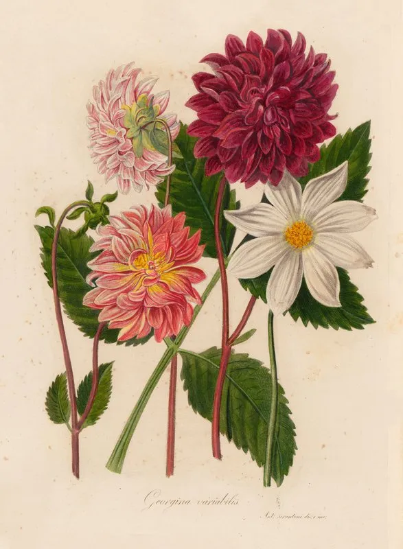 Georgina Variabilis Wall Art by Gaetano Savi - High-Resolution Digital Print