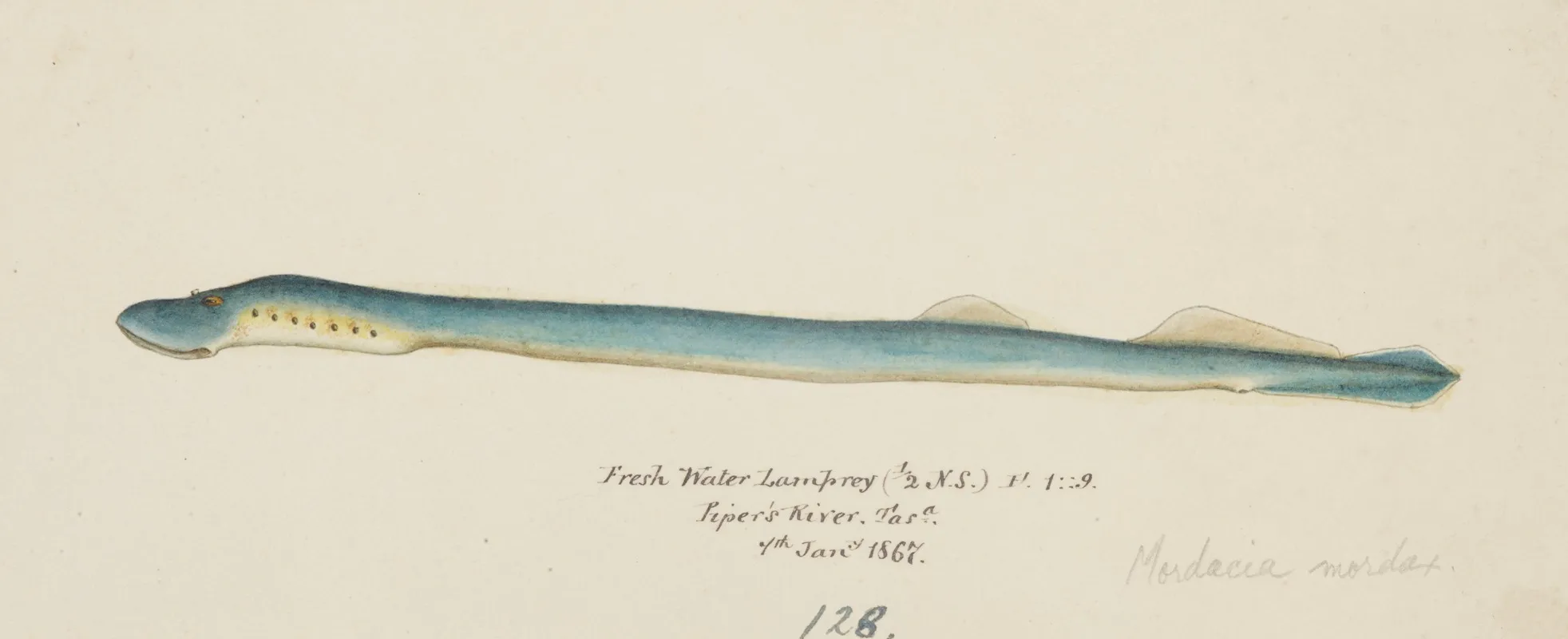 Geotria Australis Fresh Water Lamprey