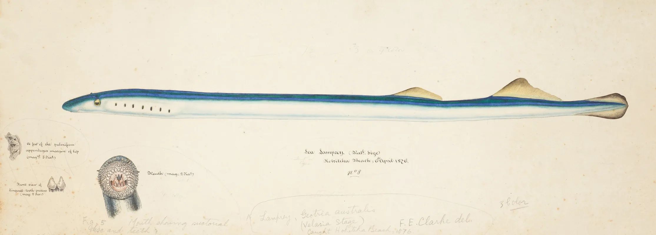 Geotria Australis Sea Lamprey