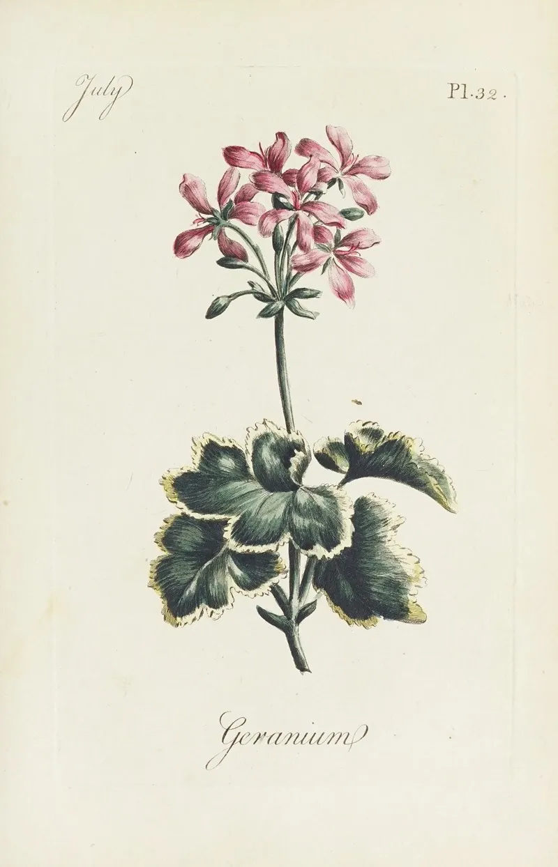Geranium 3 Wall Art by Carington Bowles - High-Resolution Digital Print