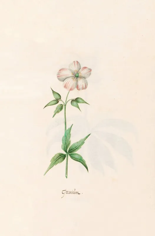 Geranium 4 Wall Art by Magdelena Rosina Funck - High-Resolution Digital Print