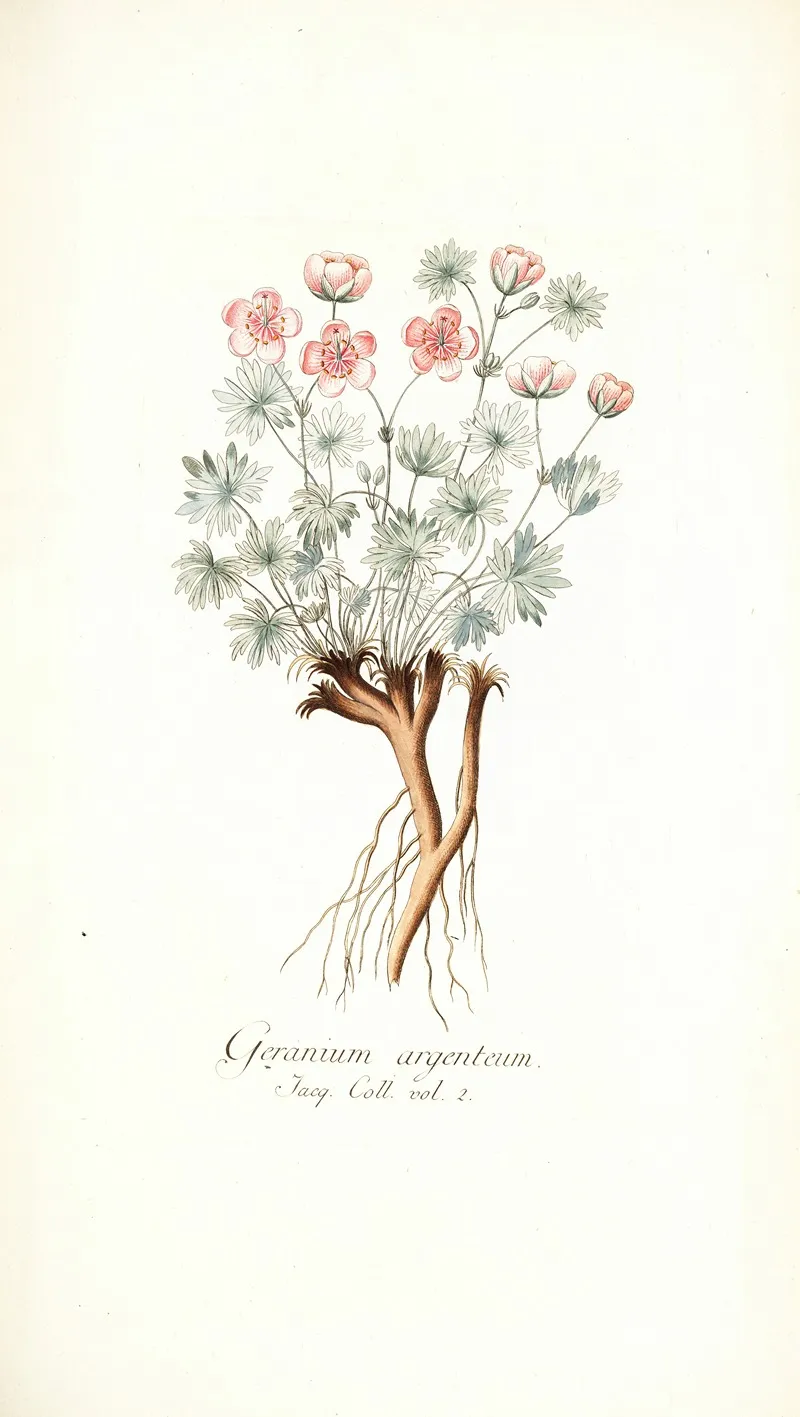 Geranium Argenteum Wall Art by Nikolaus Joseph Freiherr von Jacquin - High-Resolution Digital Print