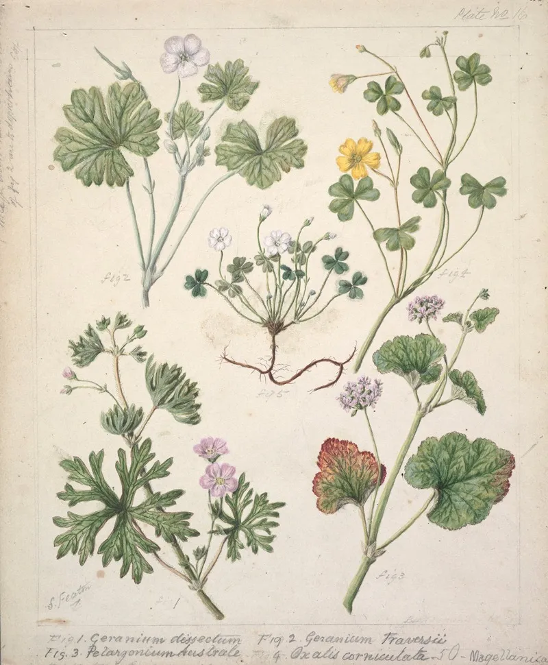 Geranium Dissectum Geranium Traversii Pelargonium Australe Oxalis Corniculata Magellanica Wall Art by Sarah Featon - High-Resolution Digital Print