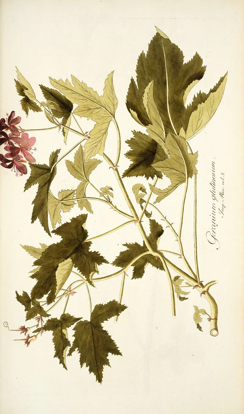 Geranium Glutinosum Wall Art by Nikolaus Joseph Freiherr von Jacquin - High-Resolution Digital Print