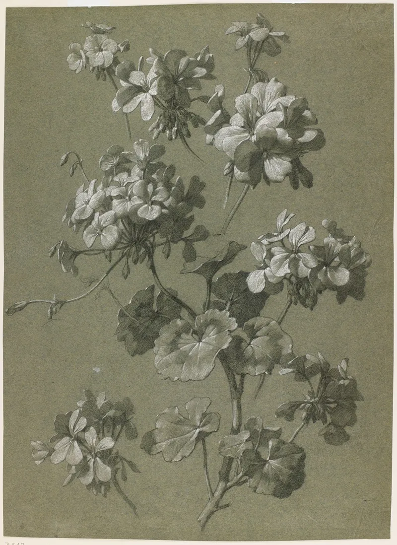 Geranium Pelargonium Sp