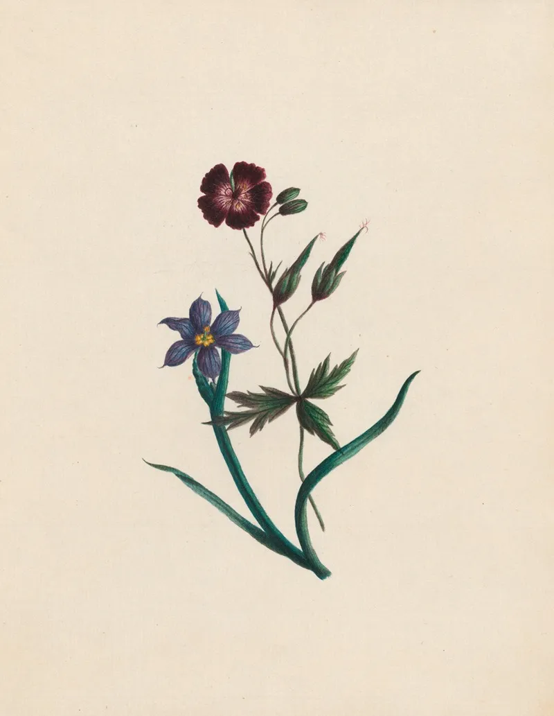 Geranium Phaeum England Africa Wall Art by R. B. F. - High-Resolution Digital Print