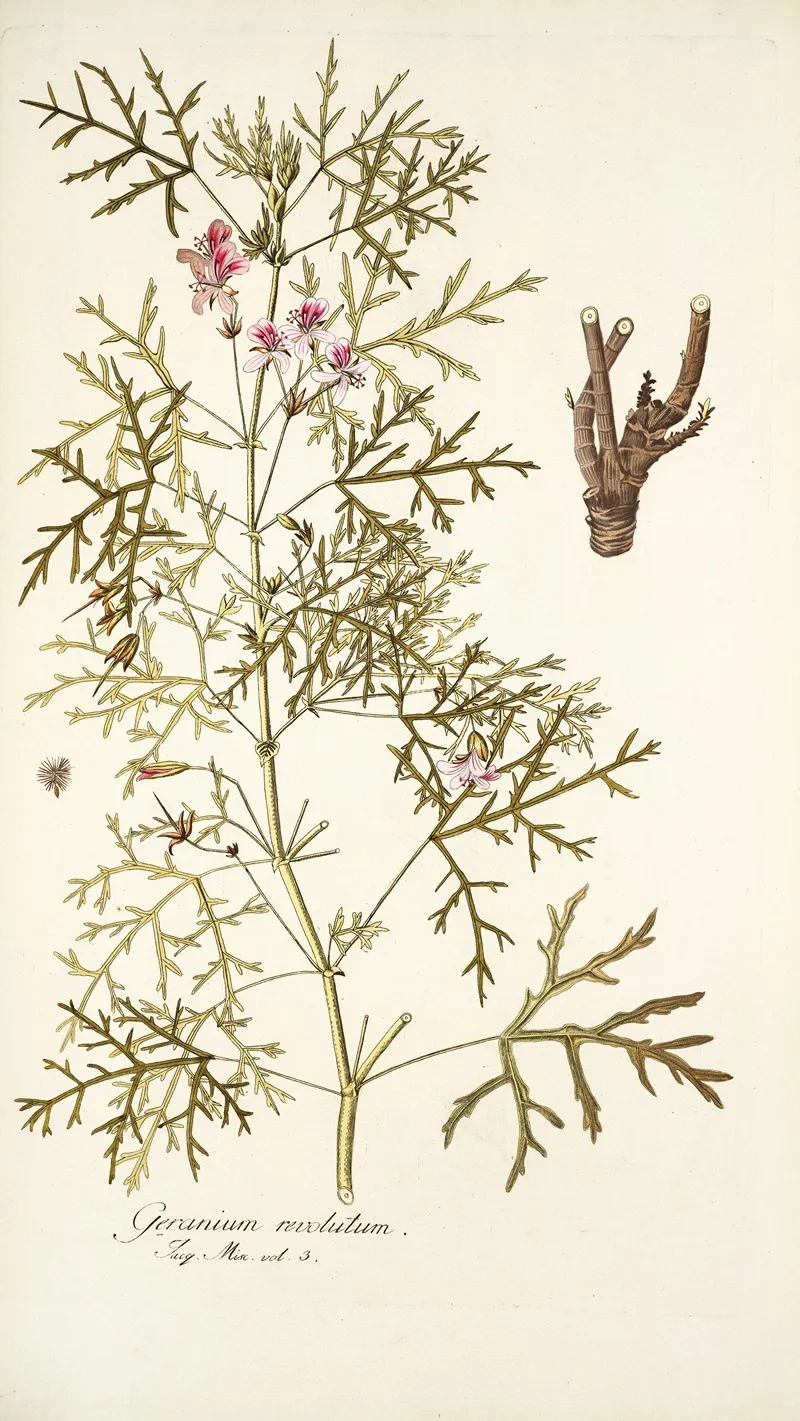 Geranium Revolutum Wall Art by Nikolaus Joseph Freiherr von Jacquin - High-Resolution Digital Print