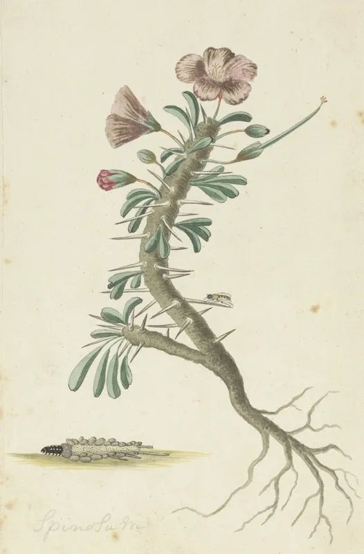 Geranium Spinosum Wall Art by Robert Jacob Gordon - High-Resolution Digital Print