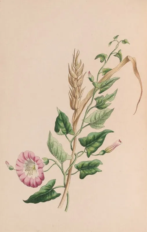 Geranium Wall Art by John Stevens Henslow - High-Resolution Digital Print