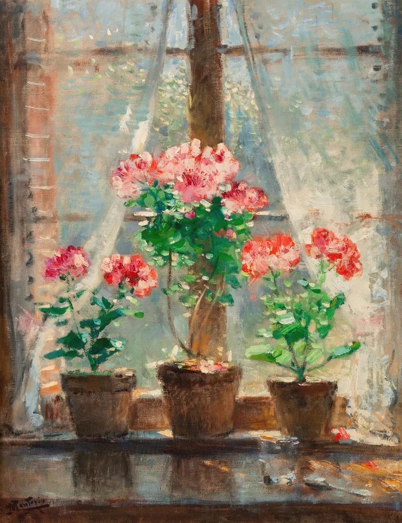 Geraniums 4