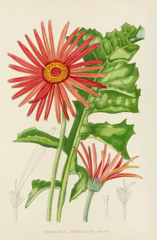 Gerbera Jamesoni Wall Art by Illtyd Buller Pole-Evans - High-Resolution Digital Print