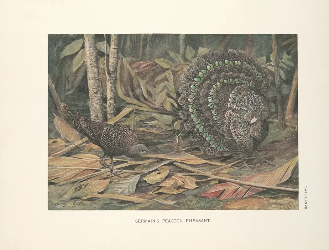 Germains Peacock Pheasant Polyplectron Bicalcaratum Germaini Wall Art by Louis Agassiz Fuertes - High-Resolution Digital Print