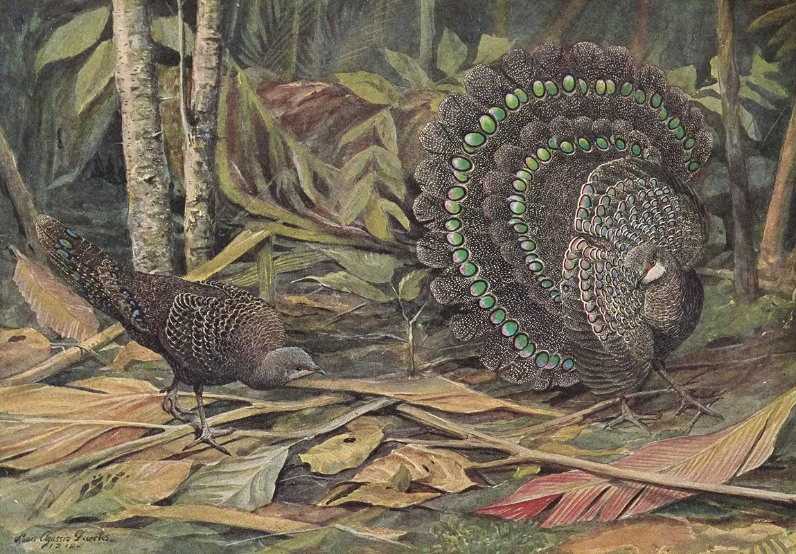 Germains Peacock Pheasant Wall Art by Louis Agassiz Fuertes - High-Resolution Digital Print