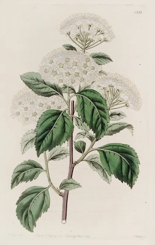 Germander Leaved Spiroea Wall Art by Sydenham Edwards - High-Resolution Digital Print
