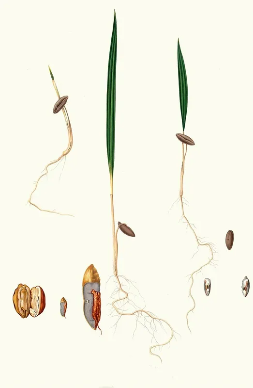 Germinazione Del Dattero Date Palm Wall Art by Giorgio Gallesio - High-Resolution Digital Print