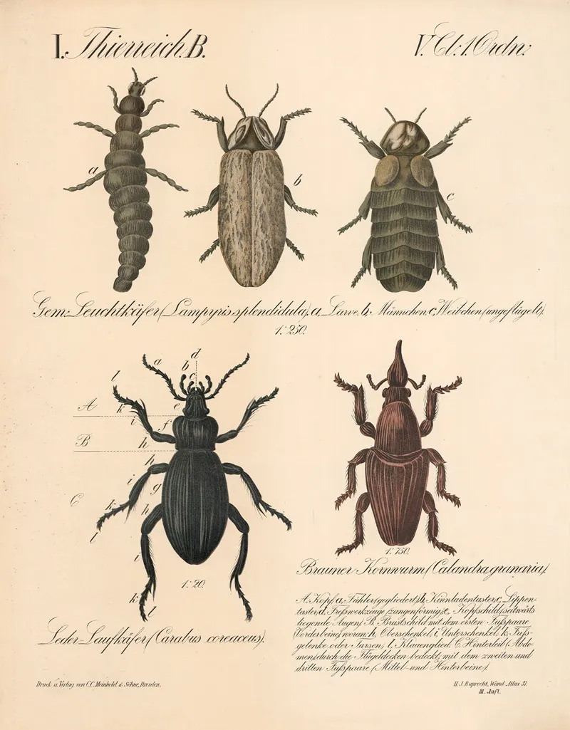 Gern Leuchtkafer Lampyris Splendi Dula Leder Laufkafer Carabus Coreaceus Brauner Kornwurm Calandra Granaria Wall Art by H.J. Ruprecht - High-Resolution Digital Print