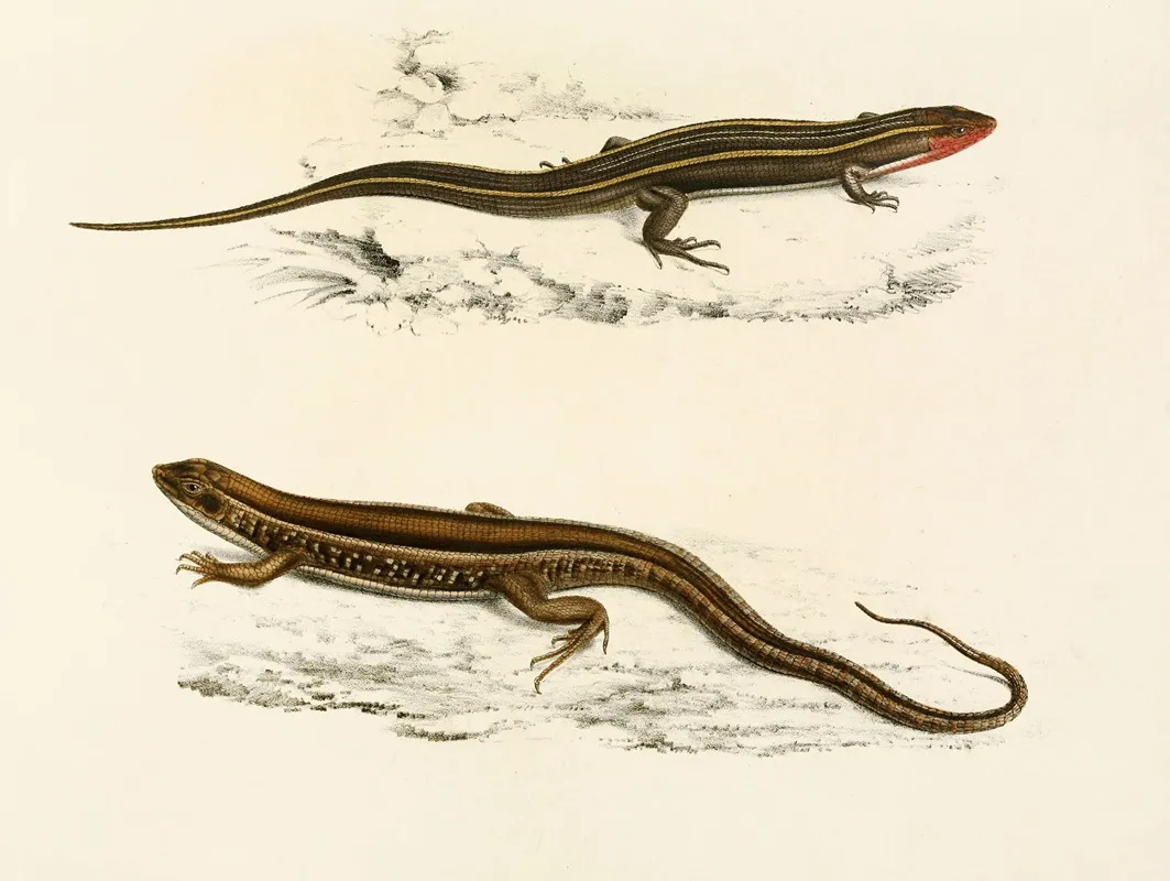 Gerrhosaurus Bibroni Gerrhosaurus Typicus Wall Art by Sir Andrew Smith - High-Resolution Digital Print