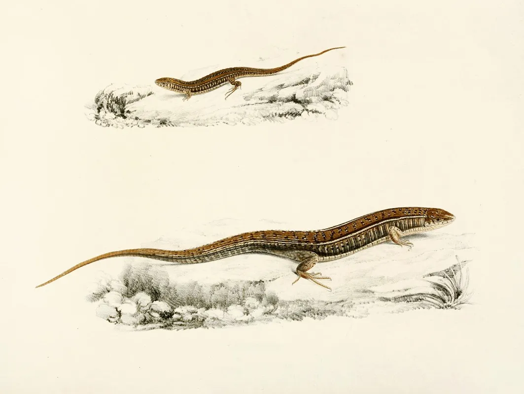 Gerrhosaurus Flavigularis Adult Young Wall Art by Sir Andrew Smith - High-Resolution Digital Print