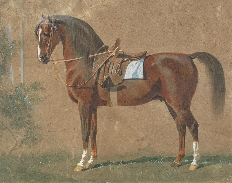 Gesattelter Hengst
