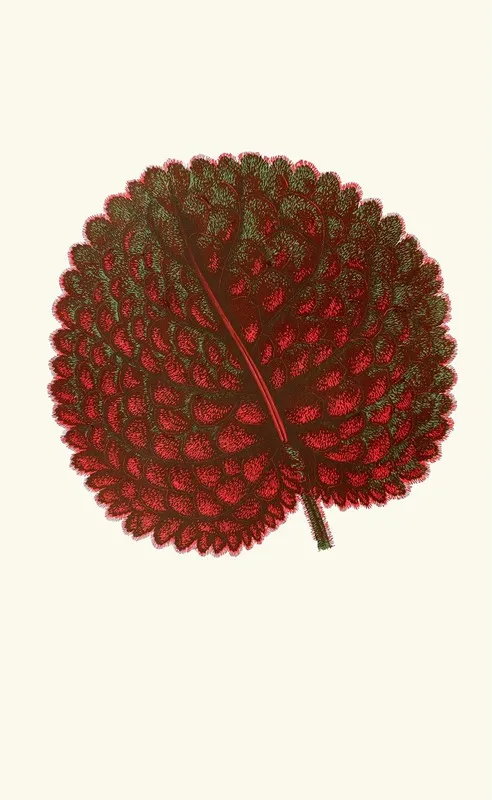 Gesneria Exoniensis Wall Art by Edward Joseph Lowe - High-Resolution Digital Print