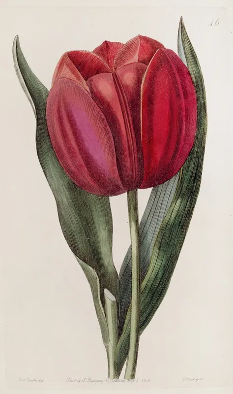 Gesners Tulip Wall Art by Sydenham Edwards - High-Resolution Digital Print