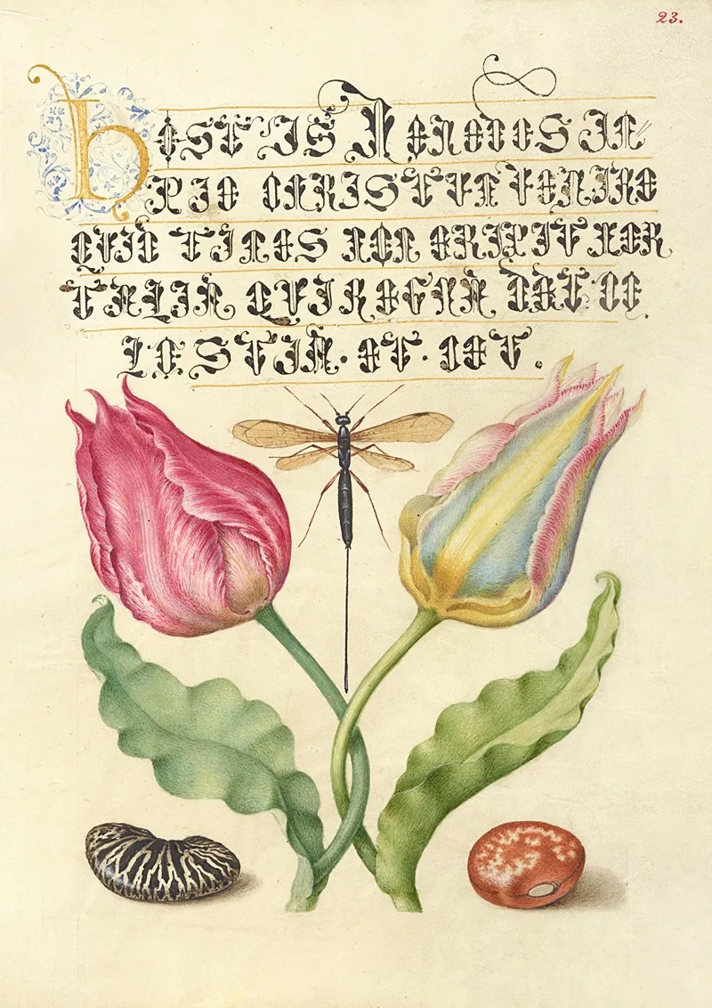 Gesnerstulip Ichneumon Fly Kidney Bean And Scarlet Runner Bean