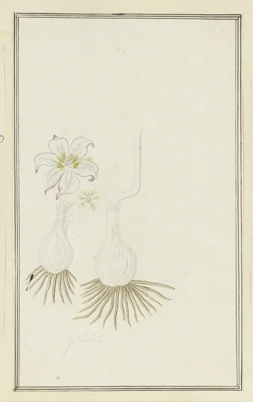 Gethyllis Sp Kukumakranka Wall Art by Robert Jacob Gordon - High-Resolution Digital Print