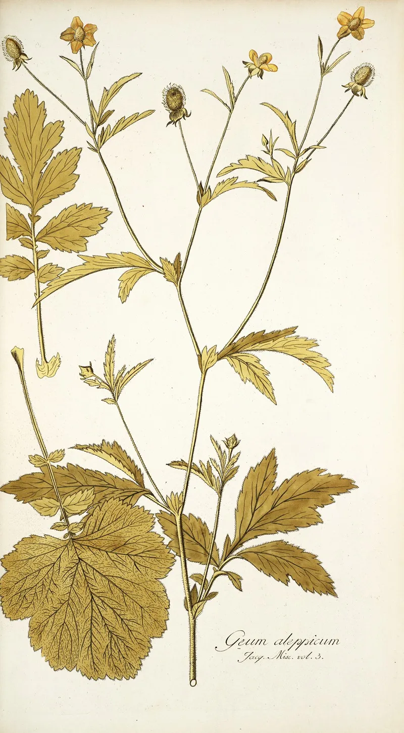 Geum Aleppicum Wall Art by Nikolaus Joseph Freiherr von Jacquin - High-Resolution Digital Print