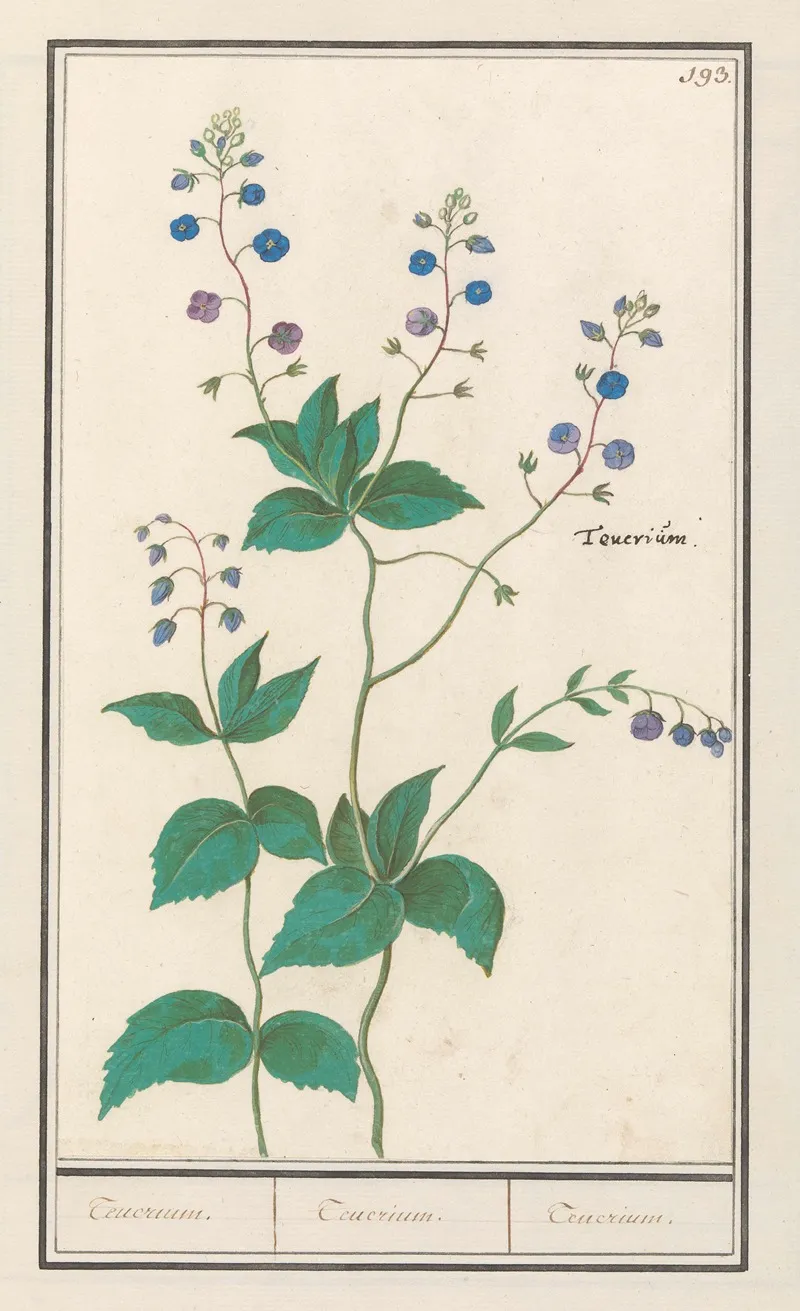 Gewone Ereprijs Of Gamander Ereprijs Veronica Chamaedrys Teuerium Teuerium Teucrium Wall Art by Anselmus Boëtius de Boodt - High-Resolution Digital Print