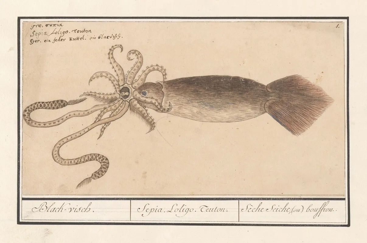 Gewone Pijlinktvis Loligo Vulgaris Black Visch Sepia Loligo Teuton Seche Seiche Ou Bouffrou Wall Art by Anselmus Boëtius de Boodt - High-Resolution Digital Print
