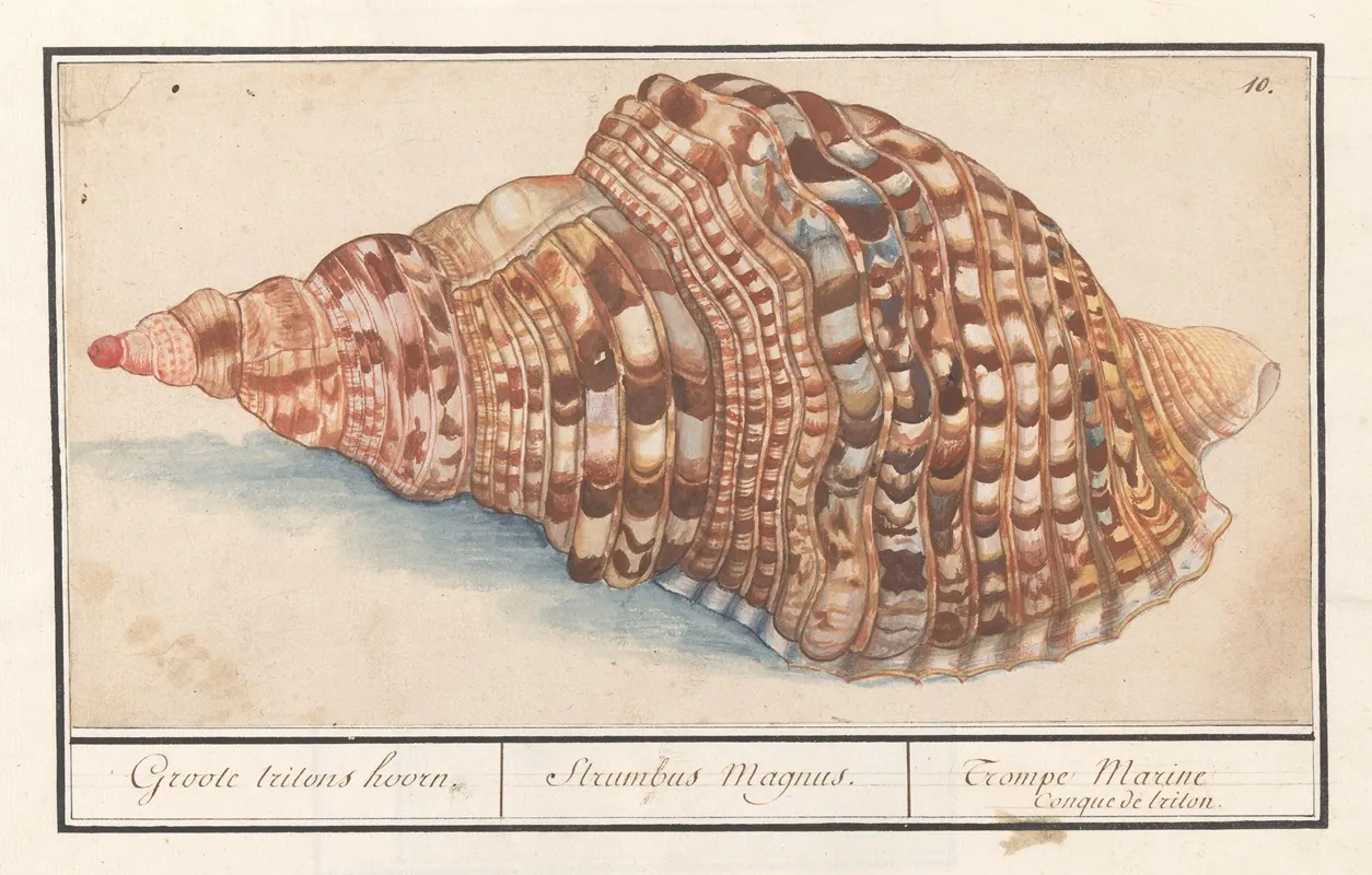 Gewone Tritonshoren Charonia Tritonis Groote Tritons Hoorn Strumbus Magnus Trompe Marine Conque De Triton Wall Art by Anselmus Boëtius de Boodt - High-Resolution Digital Print