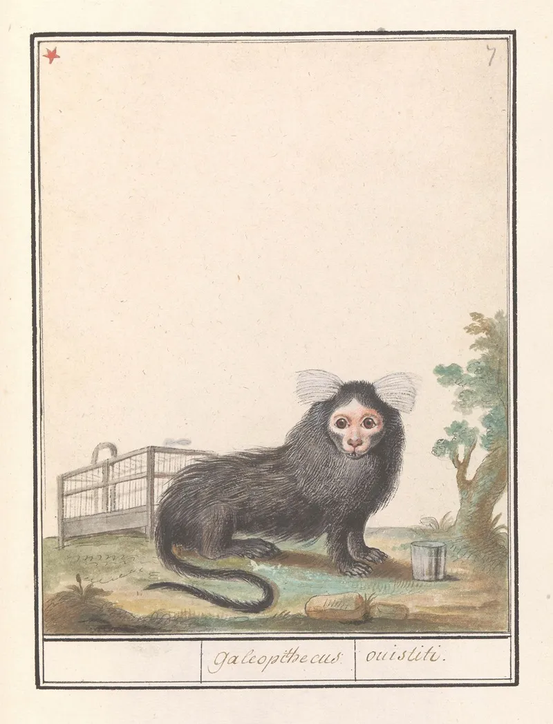 Gewoon Penseelaapje Of Witpluimoeistitie Callithrix Jacchus Galeopithecus Ouistiti Wall Art by Anselmus Boëtius de Boodt - High-Resolution Digital Print