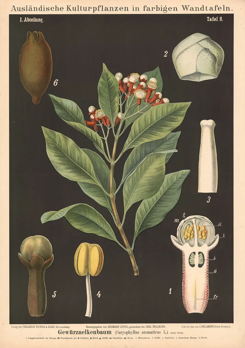 Gewurznelkenbaum Caryophyllus Aromaticus L Wall Art by Carl Bollmann - High-Resolution Digital Print