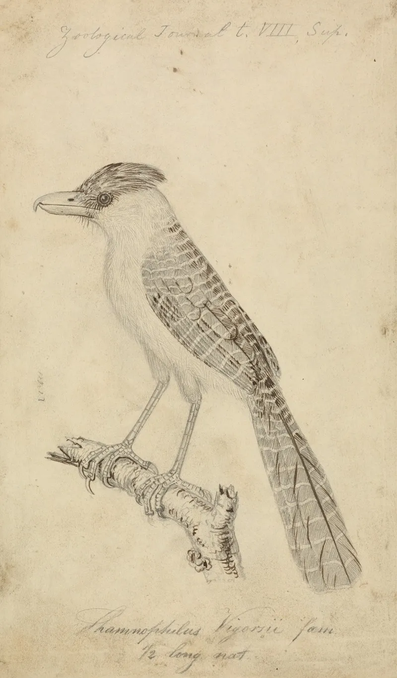 Giant Antshrike 2 Wall Art by James de Carle Sowerby - High-Resolution Digital Print