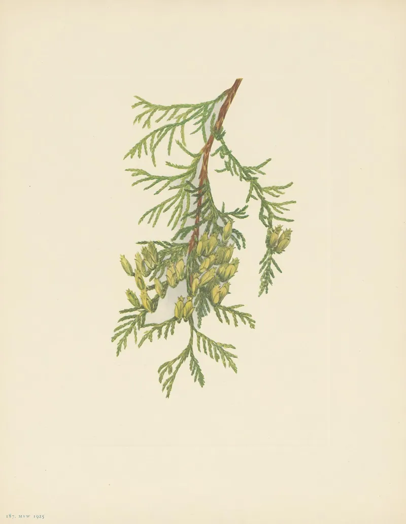 Giant Arborvitae Thuja Plicata 3