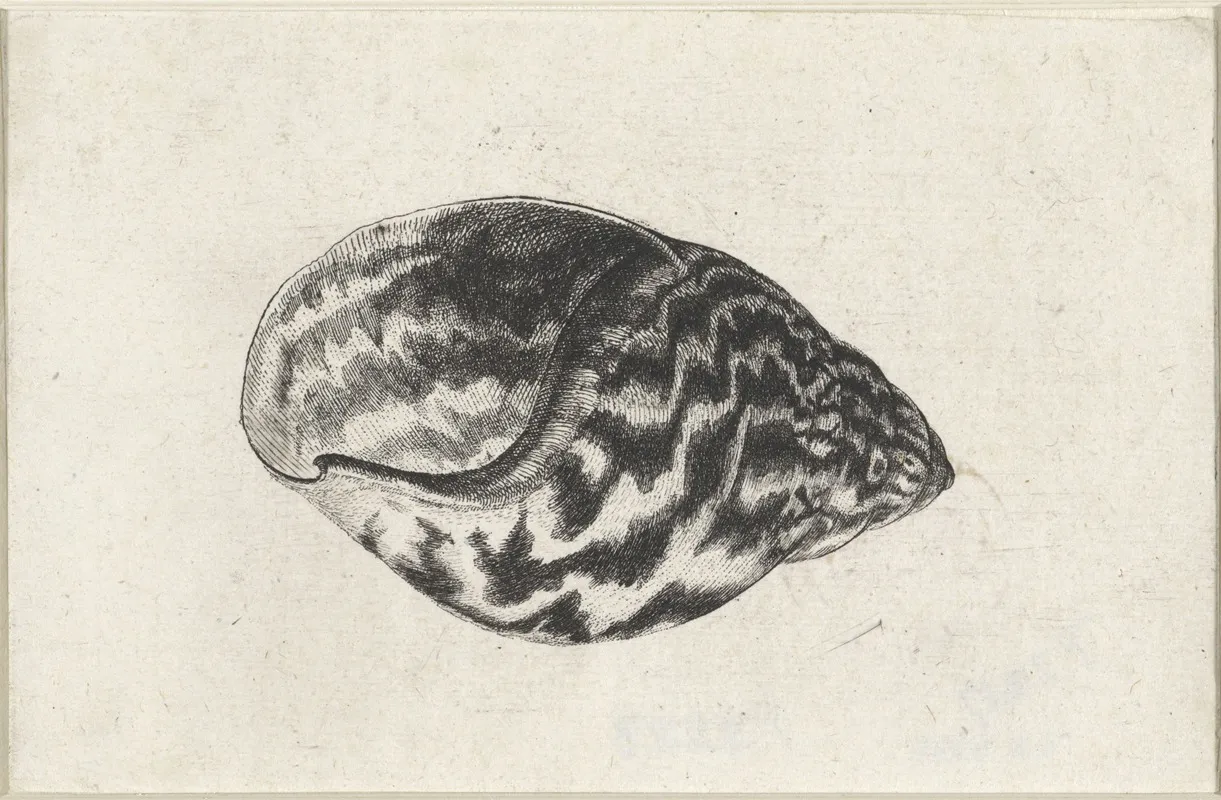 Giant Ghana Land Shell Achatina Achatina