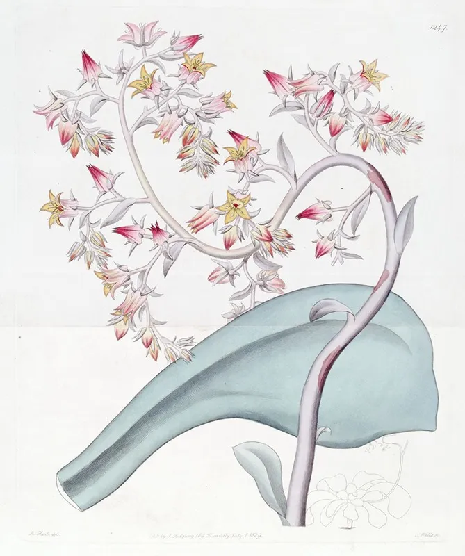 Gibbous Flowered Echeveria Wall Art by Sydenham Edwards - High-Resolution Digital Print