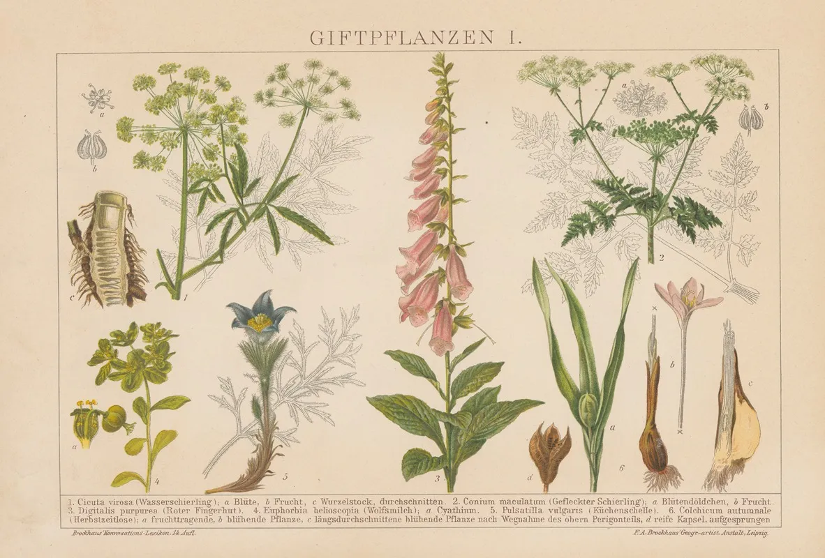 Giftpflanzen 2 Wall Art by F.A. Brockhaus - High-Resolution Digital Print