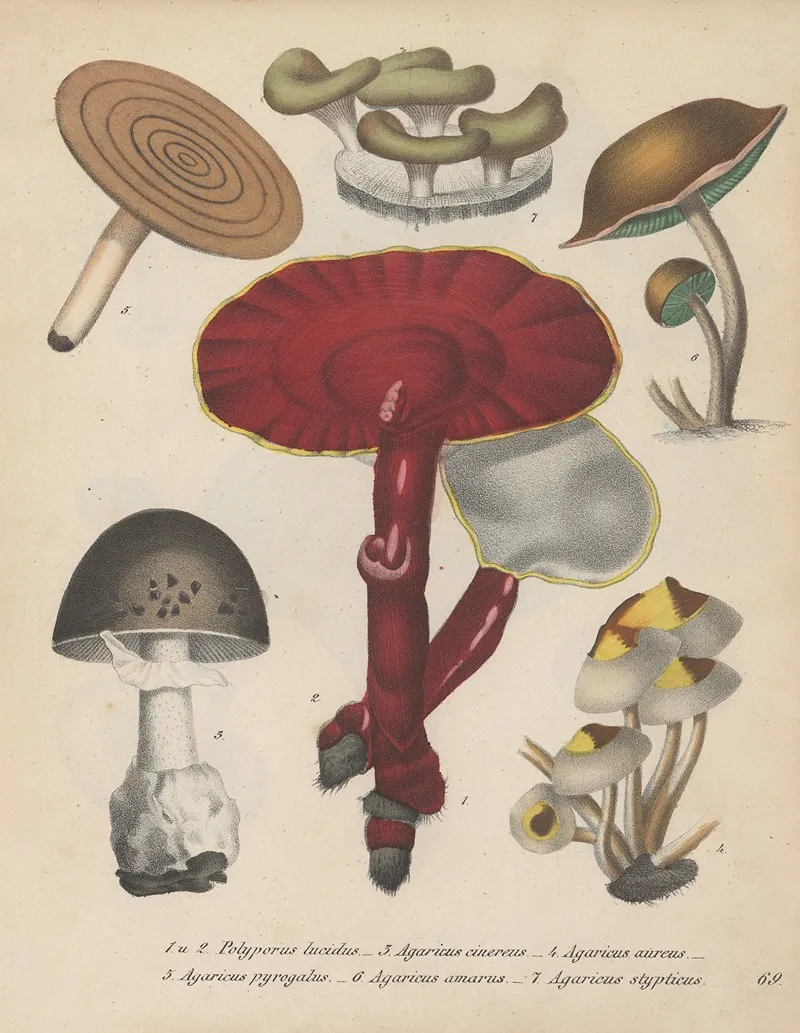 Giftpflanzen Buch Pl 69 Wall Art by Friedrich Berge - High-Resolution Digital Print