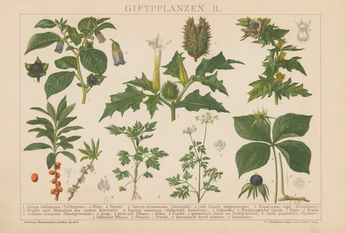 Giftpflanzen Wall Art by F.A. Brockhaus - High-Resolution Digital Print