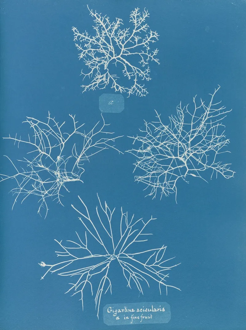 Gigartina Acicularis A In Fine Fruit Wall Art by Anna Atkins - High-Resolution Digital Print
