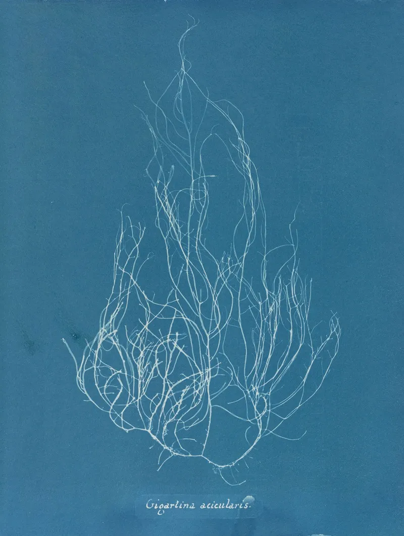 Gigartina Acicularis Wall Art by Anna Atkins - High-Resolution Digital Print