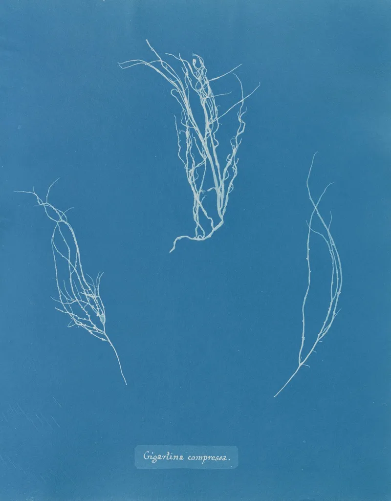 Gigartina Compressa Wall Art by Anna Atkins - High-Resolution Digital Print