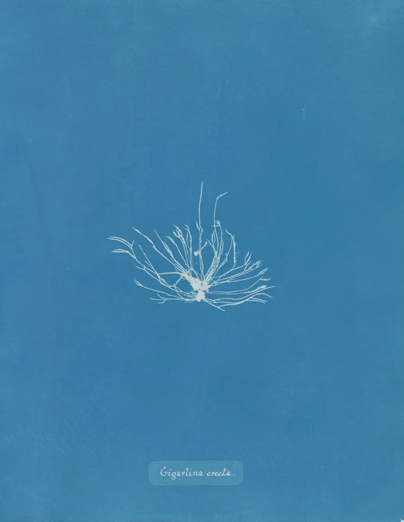 Gigartina Erecta Wall Art by Anna Atkins - High-Resolution Digital Print