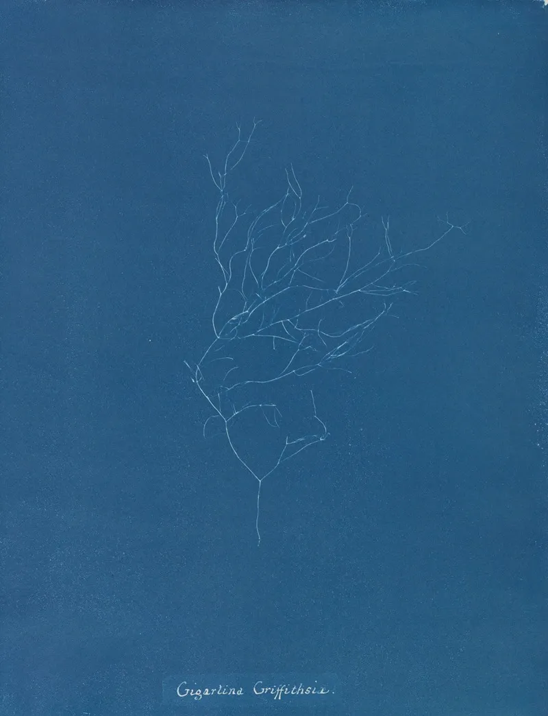 Gigartina Griffithsiae Wall Art by Anna Atkins - High-Resolution Digital Print