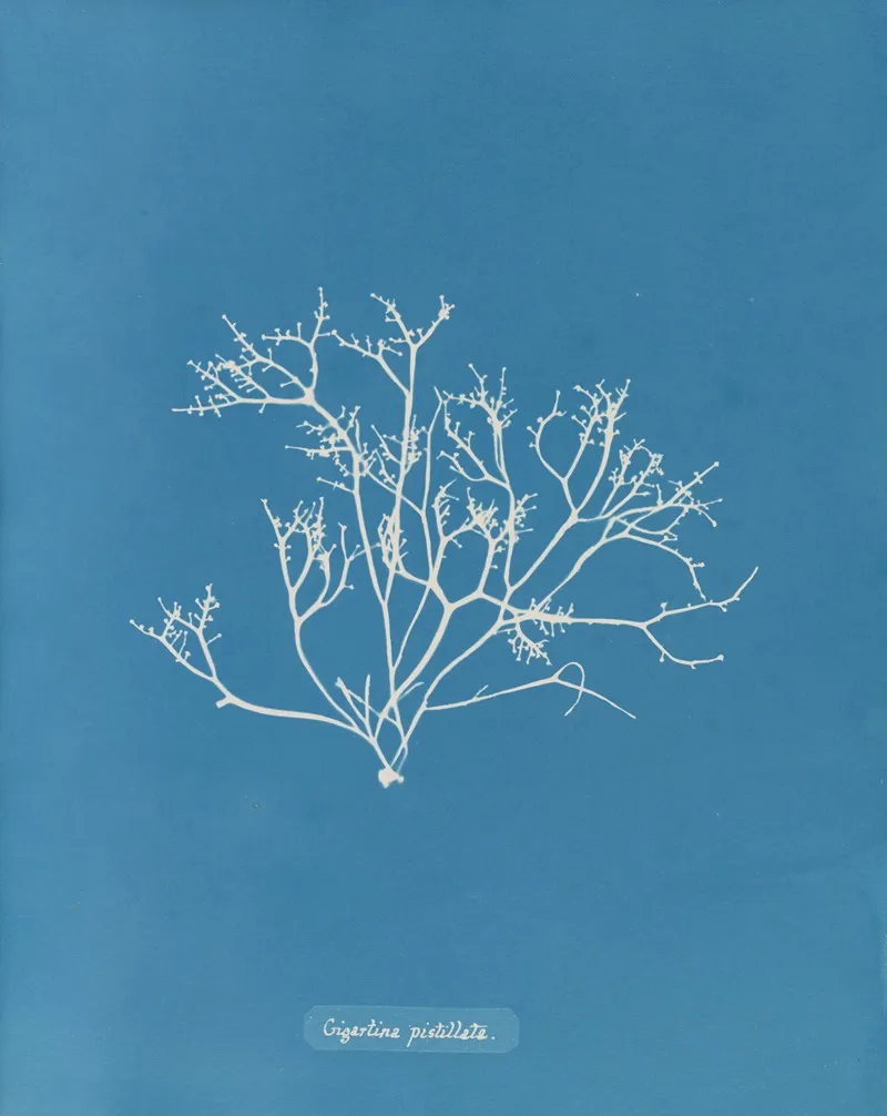 Gigartina Pistillata Wall Art by Anna Atkins - High-Resolution Digital Print