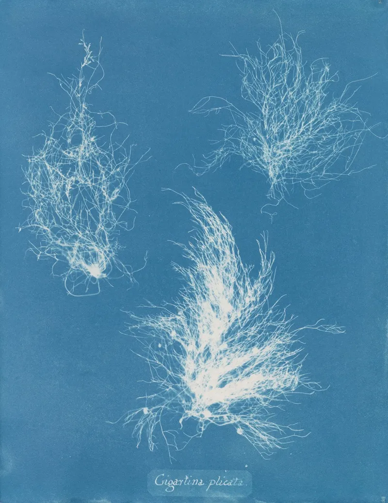 Gigartina Plicata Wall Art by Anna Atkins - High-Resolution Digital Print