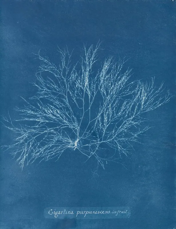 Gigartina Purpurascens In Fruit Wall Art by Anna Atkins - High-Resolution Digital Print